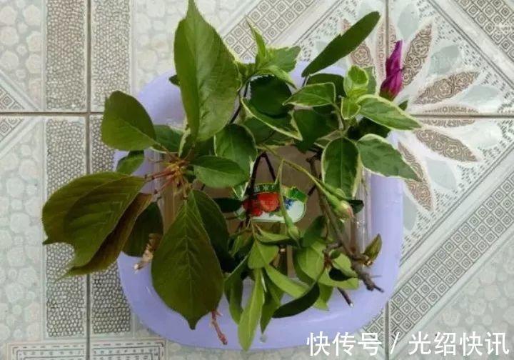根系|它是天然“生根剂”,给花浇一点,根系壮猛发芽!