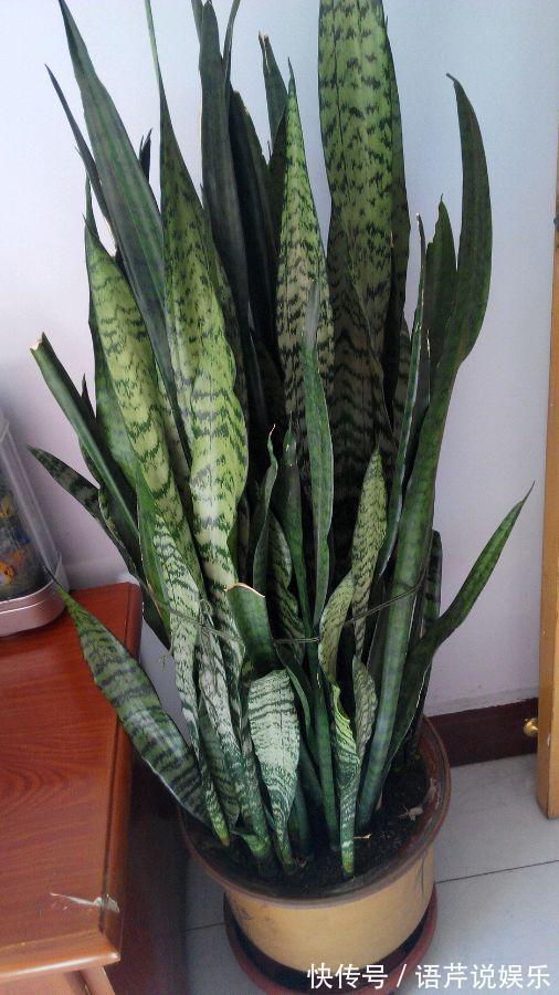 虎皮兰吃了这补药, 开花不断, 不烂根不黄叶, 蹭蹭窜到两米