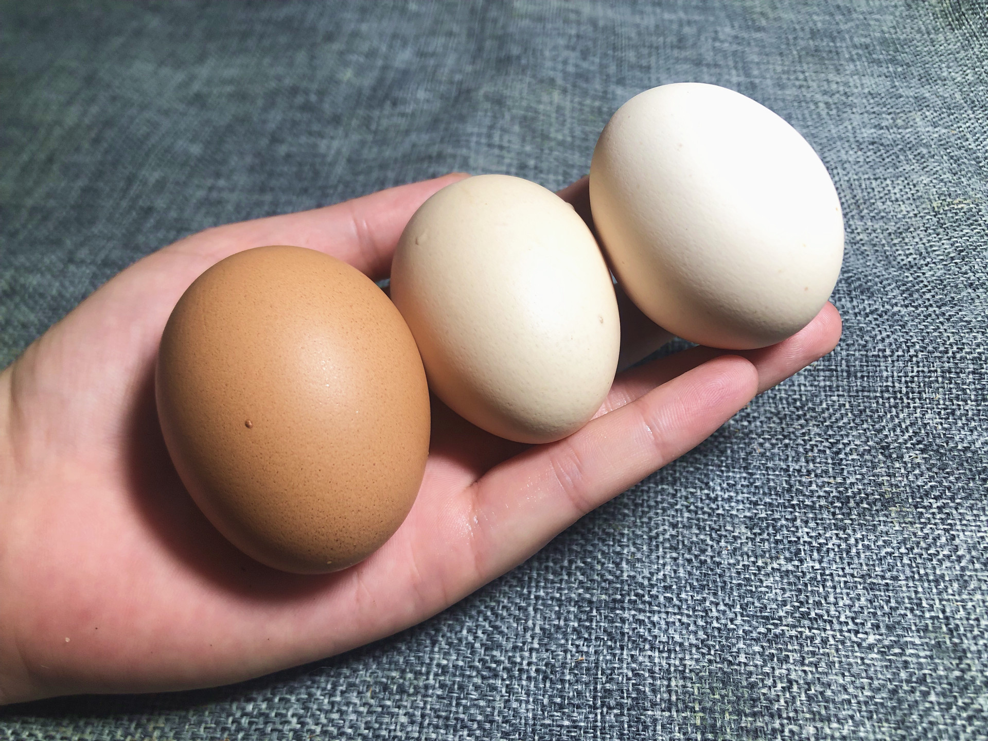 激素鸡蛋危害大,鸡厂大姐教你一招,一眼就能分辨出优质好鸡蛋