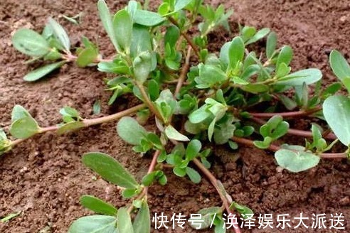 野菜|农村见到4种“野菜”,摘回家做菜吃,营养不输苹果香蕉