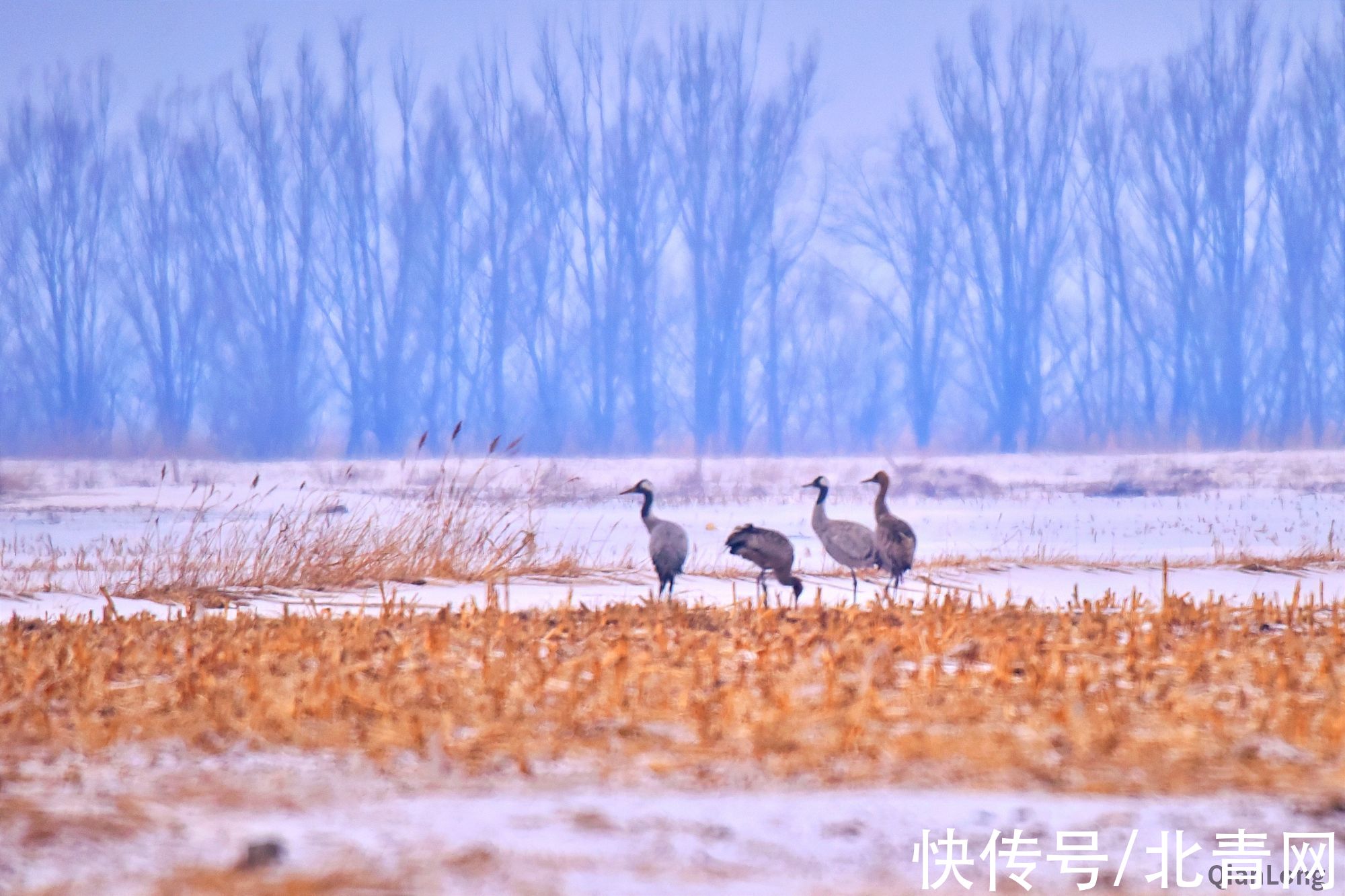 灰鹤|镜记冬奥｜北京延庆：越冬正当时“鹤喜”冬奥会