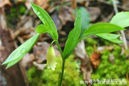 此花四季常绿苍翠欲滴,含有丰富的药用价值,代表着高雅和纯洁