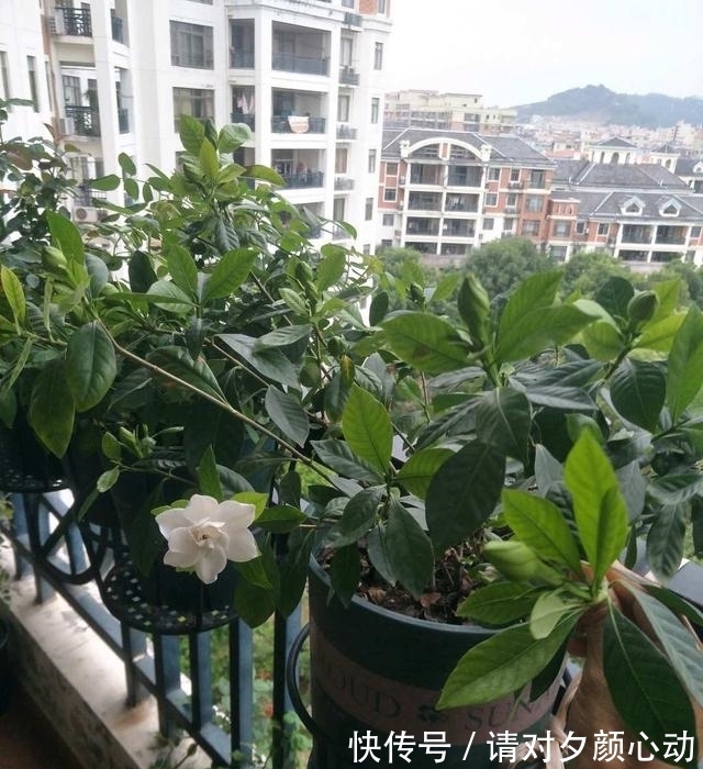 开花|最厉害的促花水，每个月给栀子茉莉喝一碗，顺利开花，香味浓