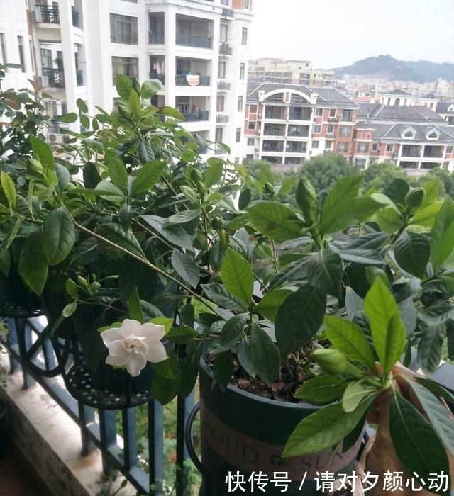 开花|最厉害的促花水,每个月给栀子茉莉喝一碗,顺利开花,香味浓