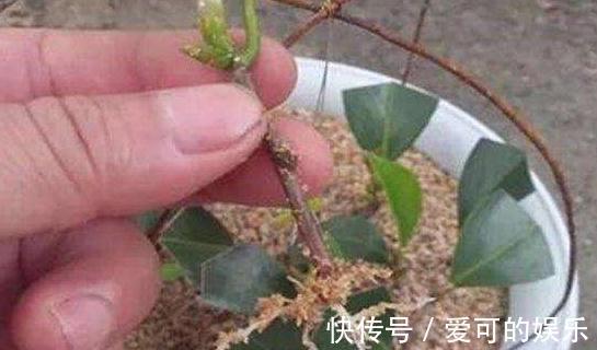 冬季扦插2种花，剪个枝插盆里，学会此样做，来年长势凶