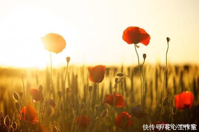  州地区拍摄|《艳丽的橙色罂粟花》活闪婆-协助拍摄