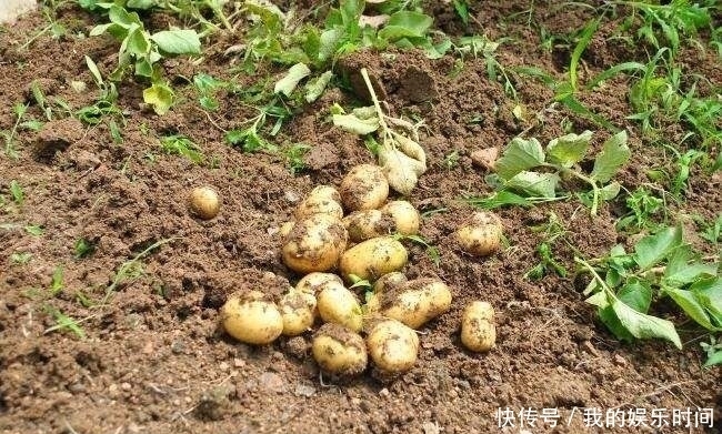 土豆|立秋后,吃土豆好处多,但不要与一物同食,却有很多人不清楚