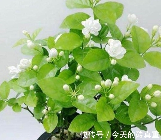 茉莉花黄叶怎么办,找准原因简单一步,叶片绿油油