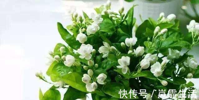茉莉花|盆栽茉莉花,养护注意这3点,花开一茬接一茬