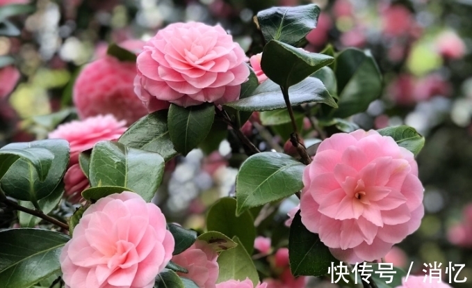 福气|一家人有哪几种生肖在，福气常驻，光芒满门，无人闯祸无人穷