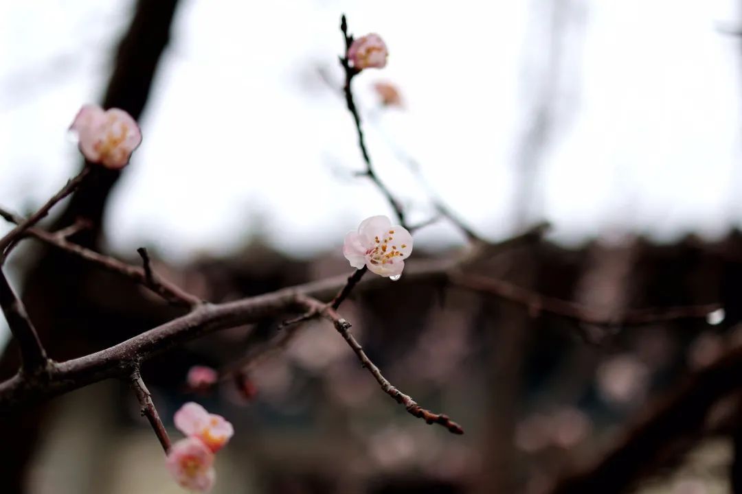 春雨初歇，蓬莱阁赏花正当时！