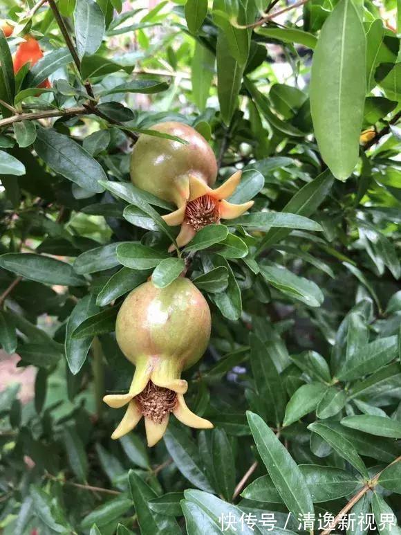 阳台种水果，行家都选4种，简单好养活，爱长果子，边摘边吃！