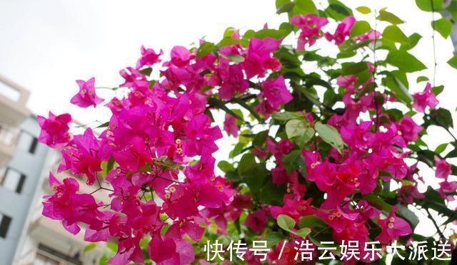 花芽|三角梅在开花,“修剪”要做对,花期不落花,一开就是几个月!