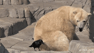 |搞笑GIF:这位仙女的身体柔软程度着实是非常吓人的呢!!