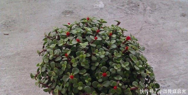 盆景分“大小”,这6种盆景越“小”越值钱,有果子价值翻倍!