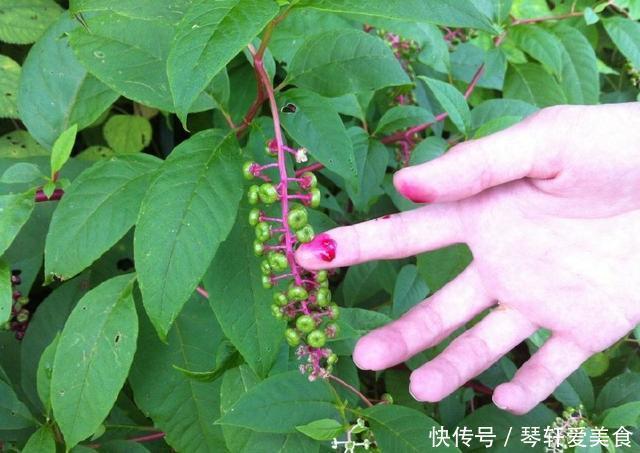 民间|农村一稀罕野草，形似苋菜，根似人参，民间称它为“见肿消”