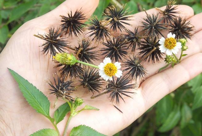 农村一种杂草叫“鬼针草”，最喜欢黏人身上，其实药用价值极高