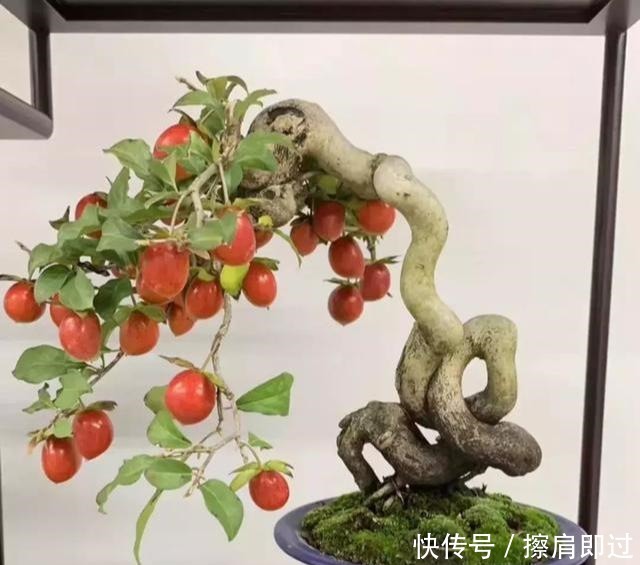 果实|什么算的上是好盆景学会看芯,芯是盆景的重点!