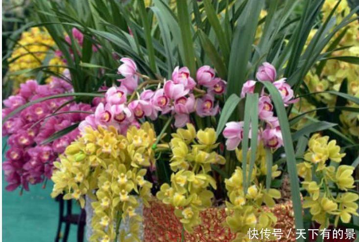 锦带花|花期最长的“4种花”，福运财运旺，新的一年幸福满满！