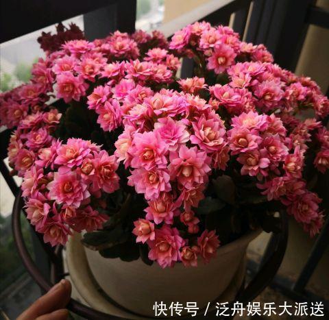 长寿花的花苞长得很少是怎么回事儿?注意这“4点”,让花苞满头