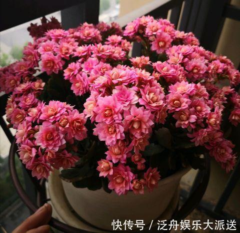 长寿花的花苞长得很少是怎么回事儿？注意这“4点”，让花苞满头