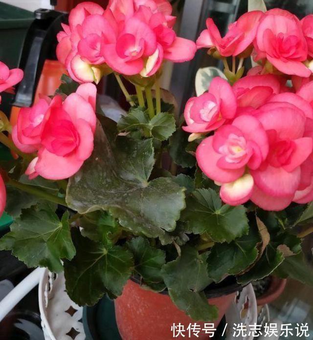 家中有阳台就养3种花，盆栽好养又漂亮，一年四季花开不断