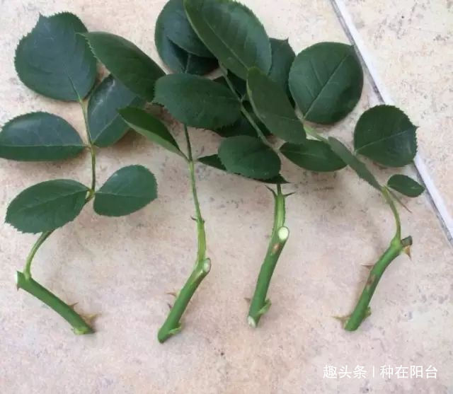 零成本将90地球植物种在阳台上 ，台长教你水陆两栖扦插法