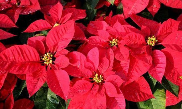 世界上最妖冶的花,也是世界上最毒的花,外表漂亮惹人喜爱