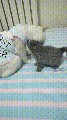 |搞笑GIF:妹子放开那个墙,有什么事冲我来!