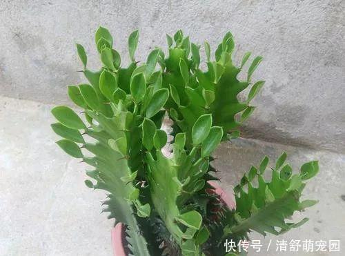 滴水观音|室内杜绝种养这3种花草,一旦发现要趁早挪出,不然家人会生病