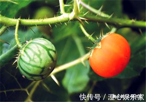 軟化血管|想長壽先養生，4種食物換著吃，補充營養，軟化血管，老人最愛吃