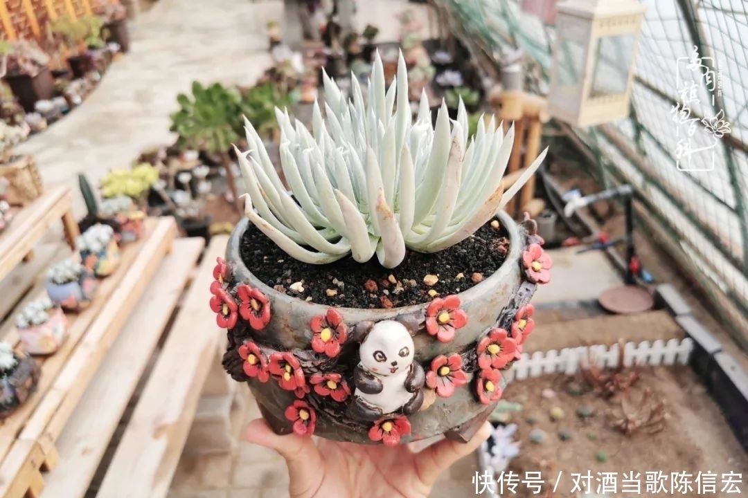 多肉桃花源:别人笑我太疯癫,我笑他人看不穿!