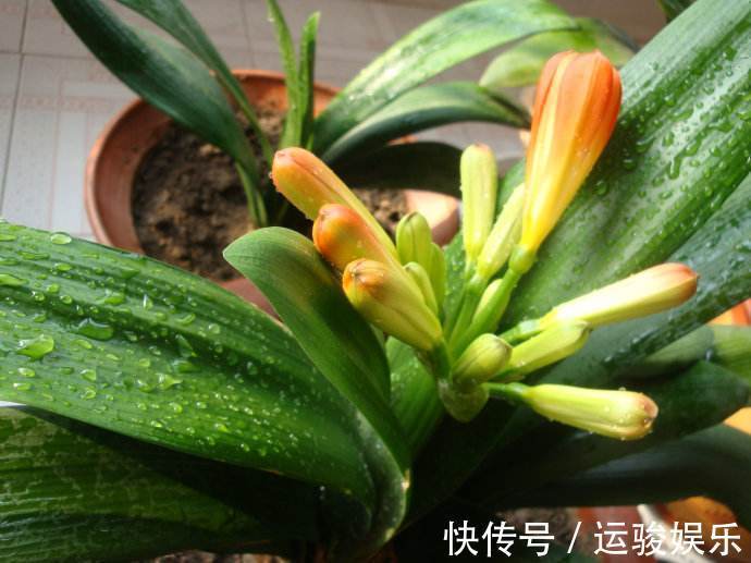 绿萝|给绿萝、君子兰浇水时兑点它,叶子宽厚油绿、开花再也不夹箭!