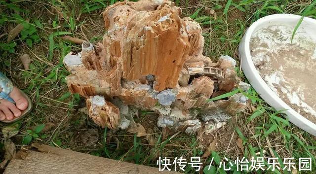 老桩|路边一堆“名贵花”,丢人也要捡,捡回家养2个月就开花!