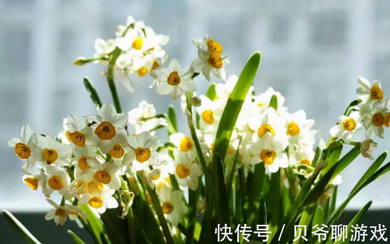 浇花还用黄豆水,那你就落伍了,养花达人都用它,浇完根茎变茁壮