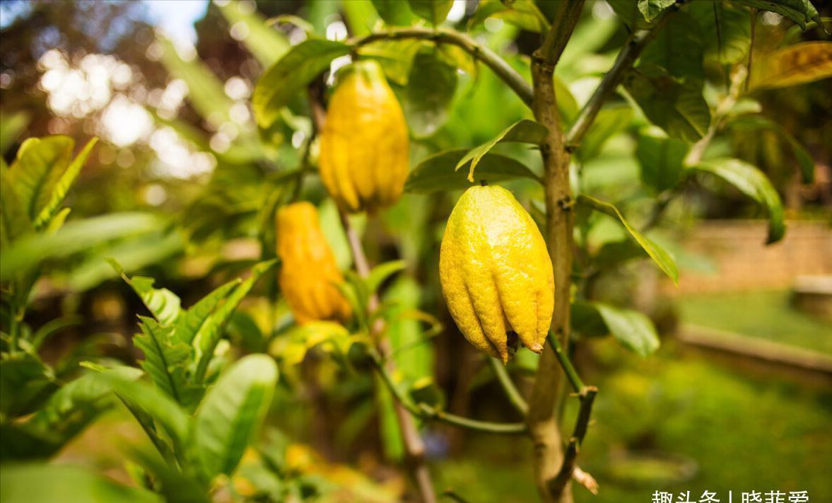 佛手|院子里适合种7种“镇宅树”,随便种一棵,“旺财添福”更旺家