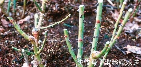 爆盆|适合新手的月季修剪方法,6张图就明白原理,开花爆盆就这么简单