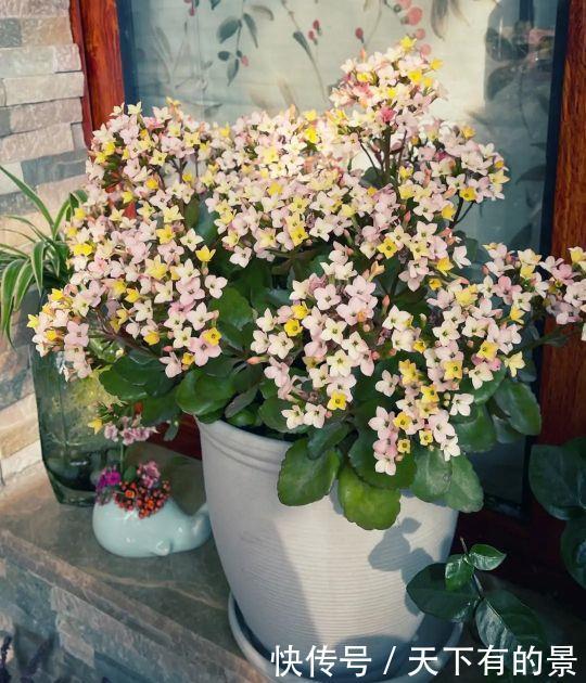 长寿花养护中需要注意这“3点”，年复一年养成老桩照样能爆花