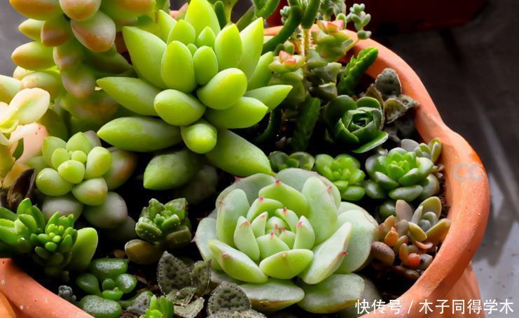 养护|夏季养多肉浇水,这3方面要加倍小心,否则烧根掉叶