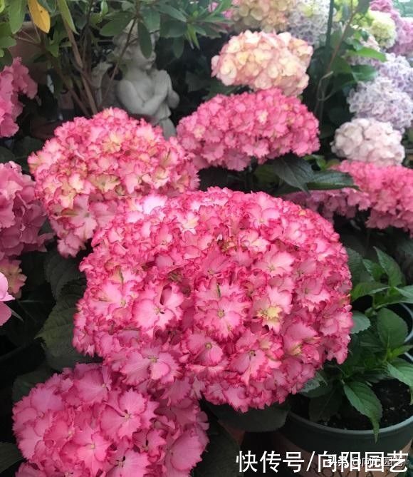 茉莉花|夏天的花，有些可以暴晒，有些不能晒，要学会合理利用光照