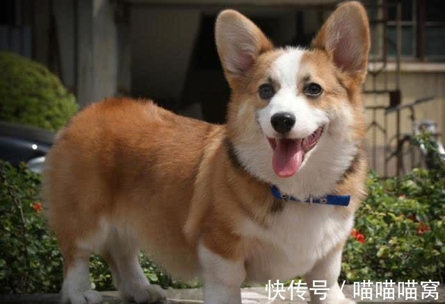 猿猴|为啥说:鸡睛不可交,犬眼休为伴?鸡睛犬眼长啥样?古人的识人术