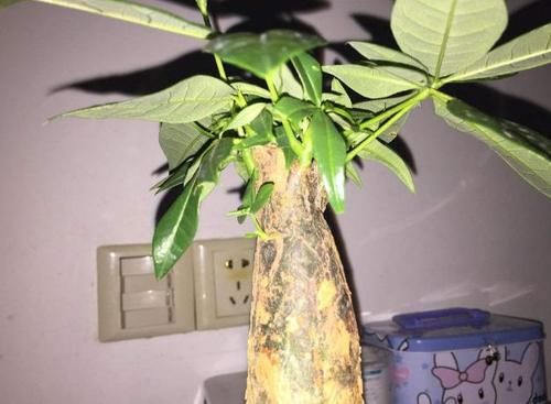  呼呼|发财树、栀子、茉莉、月季，冬季剪剪，春天才能呼呼冒花芽