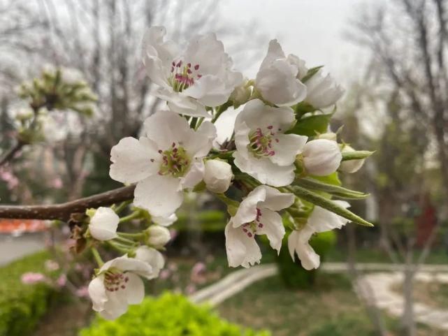 舒卷烟霞自掩映，半山芳菲绕窗棂 ——开元邀你来赏花（一）