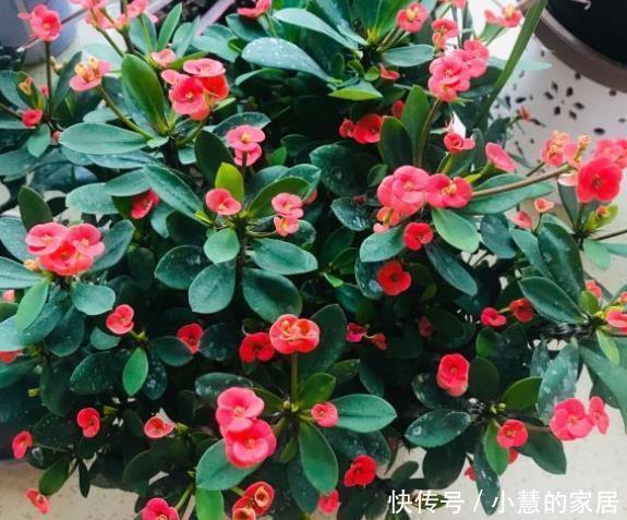 虎刺梅|不喜欢太折腾，就养3种花吧，不管天气如何多变，都能长得旺