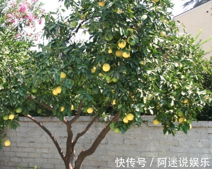 种树|古人说的：“五树进宅，人穷家败”，是指哪5种树，为何不能栽？