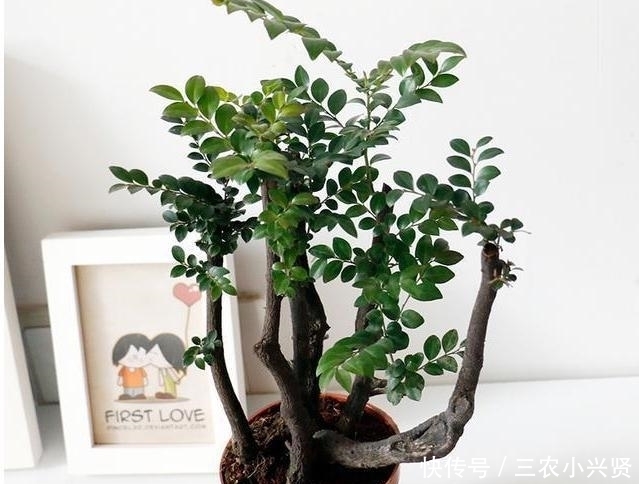 净化空气|家里养花不要瞎眼!这6种花旺财又养人,有2种花是大忌!