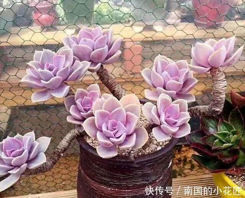 家里养多肉植物,从3个方面下手,叶片饱满有活力,新手也会养!