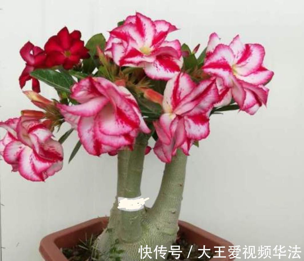 浇水|秋季怎么养殖沙漠玫瑰狠心做好4件事，开花多又漂亮