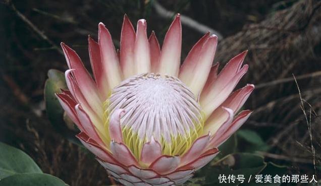 真正超长待机的花草排名,选一盆养家里,花期长,天天都能赏春天