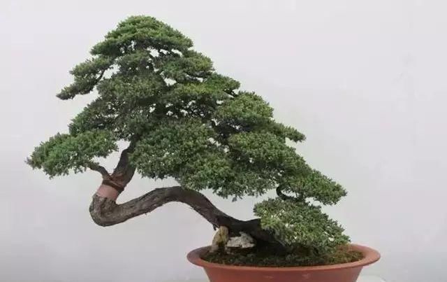 韵味|值得收藏的盆景设计图,别有韵味